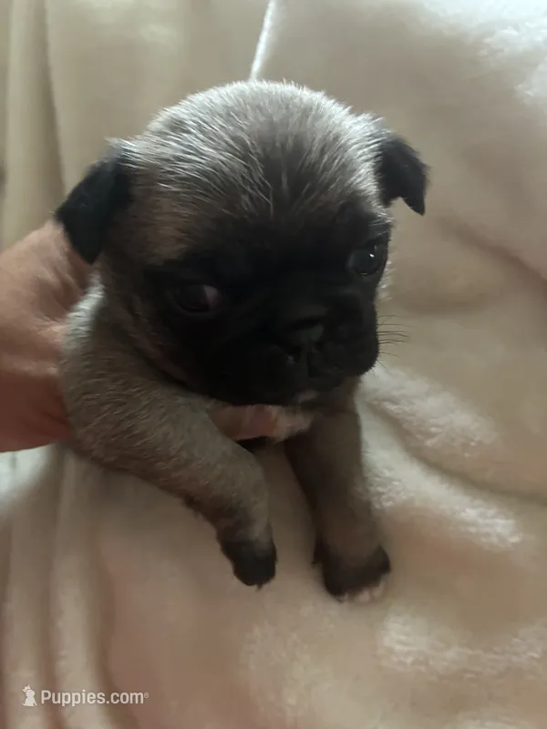 PUMPKIN – Pug puppy for sale in Oklahoma City, OK