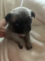 PUMPKIN, a female Pug for sale in Oklahoma City, OK – 1 of 10