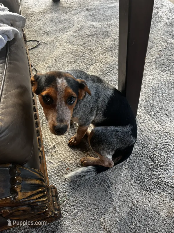 Guinness  – Australian Cattle Dog, Beagle puppy for sale in Rowlett, TX