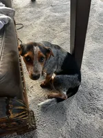 Guinness , a female Australian Cattle Dog and Beagle for sale in Rowlett, TX – 1 of 1