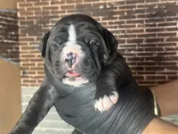 Mystique, a female Olde English Bulldogge for sale in Minneapolis, MN – Photo 3 of 6