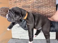 Mystique, a female Olde English Bulldogge for sale in Minneapolis, MN – Photo 4 of 6