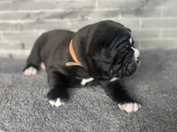 Mystique, a female Olde English Bulldogge for sale in Minneapolis, MN – Photo 2 of 6