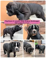 Mystique, a female Olde English Bulldogge for sale in Minneapolis, MN – 3 of 7