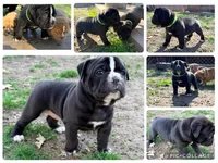 Mystique, a female Olde English Bulldogge for sale in Minneapolis, MN – 6 of 7