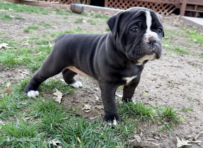 Mystique – Olde English Bulldogge puppy for sale in Minneapolis, MN