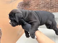 Mystique, a female Olde English Bulldogge for sale in Minneapolis, MN – 4 of 7