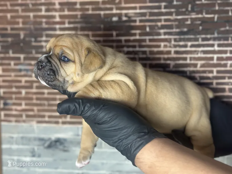 Twiggy – Olde English Bulldogge puppy for sale in Minneapolis, MN