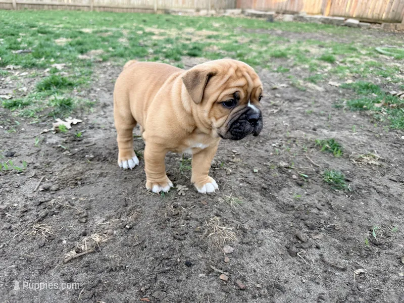 Twiggy – Olde English Bulldogge puppy on hold in Minneapolis, MN