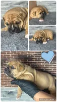 Twiggy, a male Olde English Bulldogge for sale in Minneapolis, MN – Photo 2 of 5