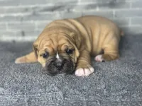 Twiggy, a male Olde English Bulldogge for sale in Minneapolis, MN – Photo 3 of 5