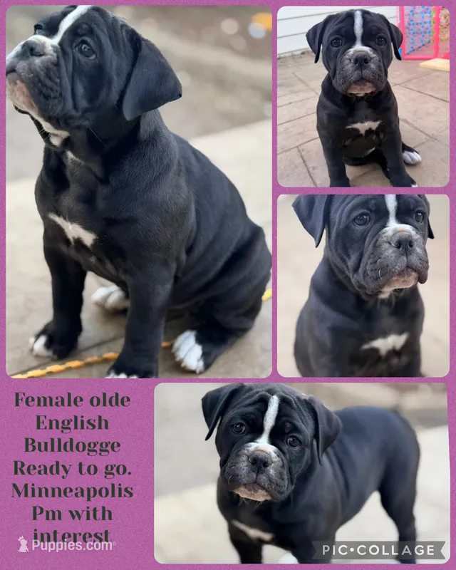 Mystique, a female Olde English Bulldogge for sale in Minneapolis, MN – 1 of 7