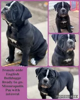 Mystique, a female Olde English Bulldogge for sale in Minneapolis, MN – 1 of 7