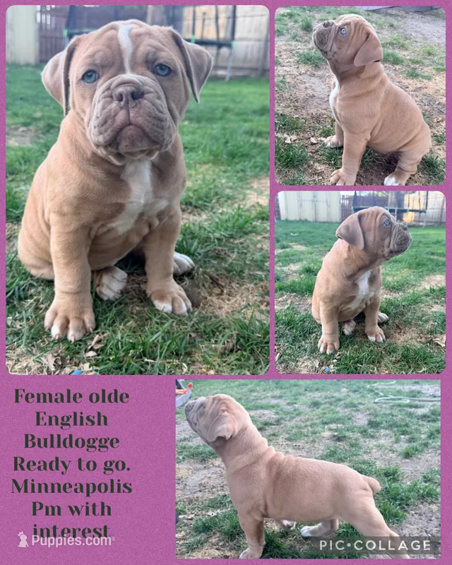 Sprinter  – Olde English Bulldogge puppy for sale in Minneapolis, MN