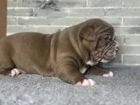 Coco, a male Olde English Bulldogge for sale in Minneapolis, MN – Photo 2 of 7