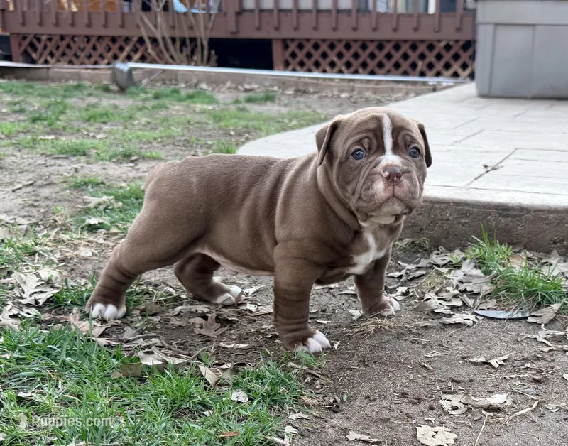 Coco – Olde English Bulldogge puppy for sale in Minneapolis, MN