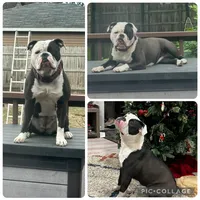Coco, a male Olde English Bulldogge for sale in Minneapolis, MN – Photo 6 of 7