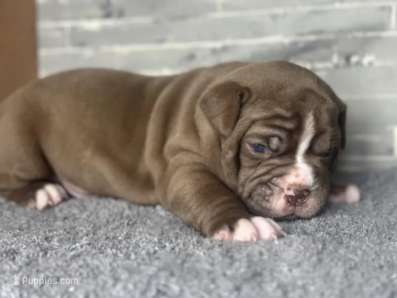 Coco – Olde English Bulldogge puppy for sale in Minneapolis, MN