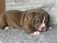 Coco, a male Olde English Bulldogge for sale in Minneapolis, MN – Photo 1 of 7