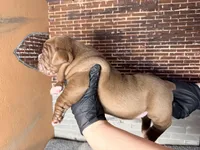 Coco, a male Olde English Bulldogge for sale in Minneapolis, MN – Photo 4 of 7