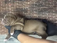 Coco, a male Olde English Bulldogge for sale in Minneapolis, MN – Photo 5 of 7