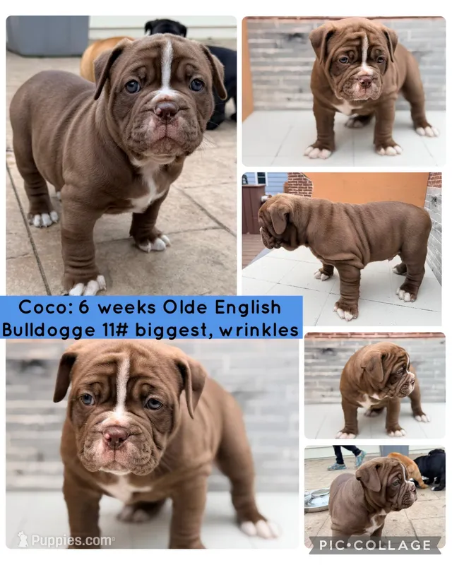 Coco – Olde English Bulldogge puppy on hold in Minneapolis, MN