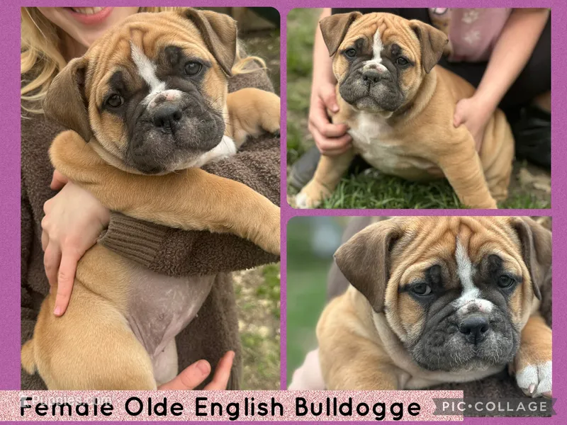 Tabby – Olde English Bulldogge puppy on hold in Minneapolis, MN