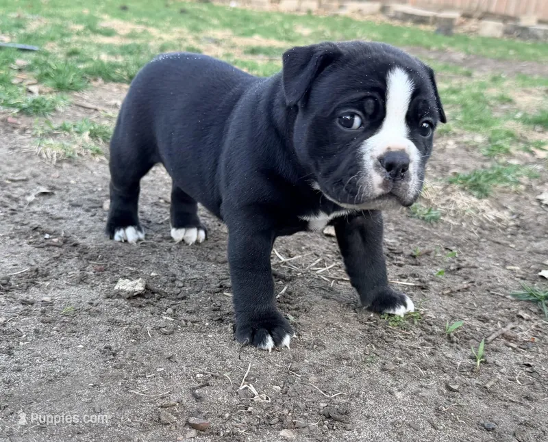 Luna  – Olde English Bulldogge puppy for sale in Minneapolis, MN