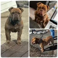 Luna , a female Olde English Bulldogge for sale in Minneapolis, MN – Photo 5 of 5