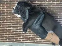 Luna , a female Olde English Bulldogge for sale in Minneapolis, MN – Photo 2 of 5