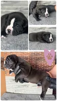 Luna , a female Olde English Bulldogge for sale in Minneapolis, MN – Photo 1 of 5