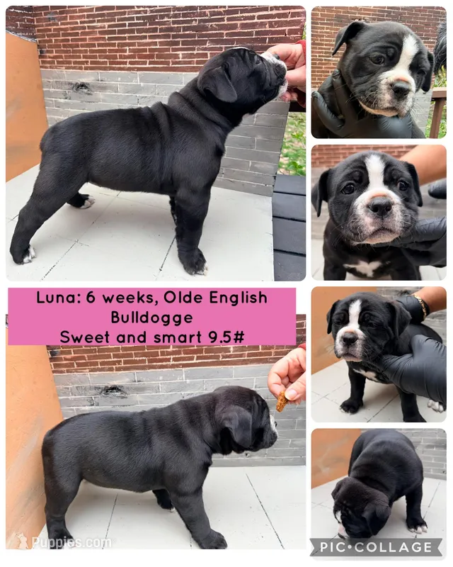Luna  – Olde English Bulldogge puppy for sale in Minneapolis, MN