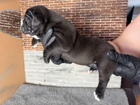 Luna , a female Olde English Bulldogge for sale in Minneapolis, MN – Photo 3 of 5