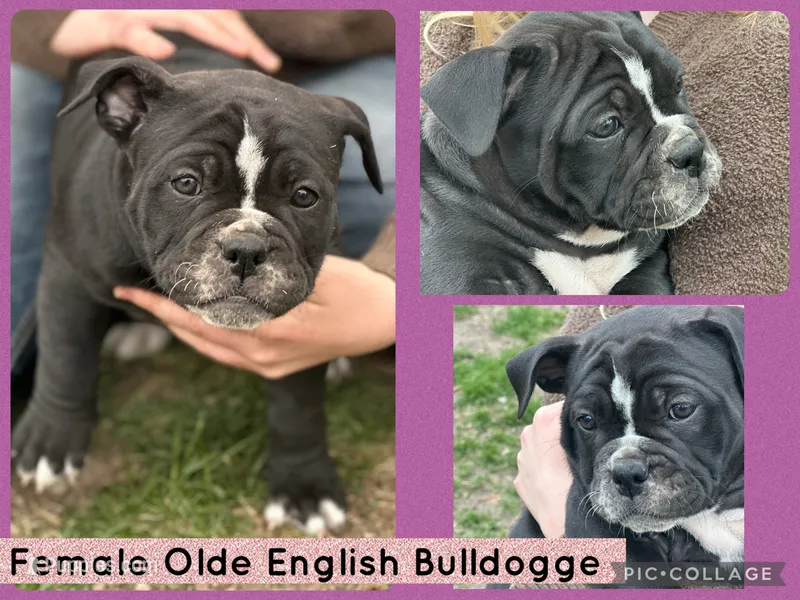 Rose – Olde English Bulldogge puppy for sale in Minneapolis, MN