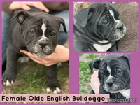 Rose, a female Olde English Bulldogge for sale in Minneapolis, MN – 2 of 8
