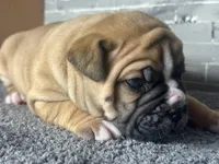 Tabby, a female Olde English Bulldogge for sale in Minneapolis, MN – Photo 5 of 7