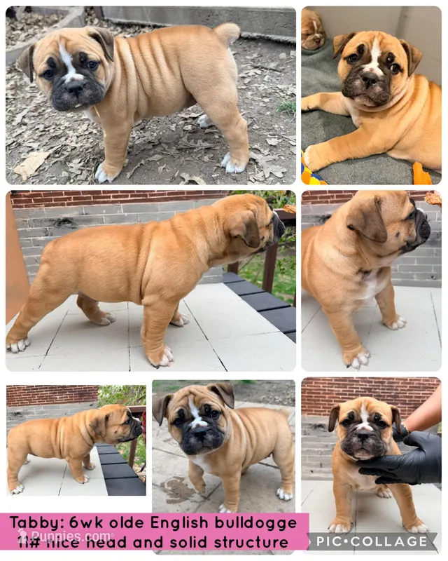Tabby – Olde English Bulldogge puppy for sale in Minneapolis, MN