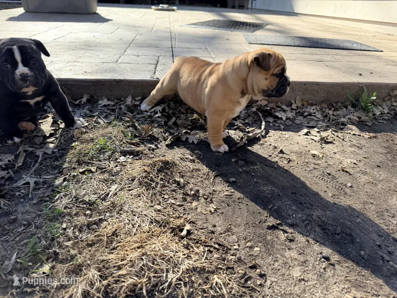 Tabby – Olde English Bulldogge puppy for sale in Minneapolis, MN