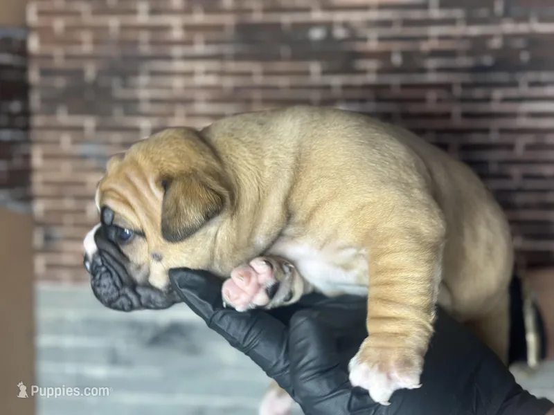Tabby – Olde English Bulldogge puppy for sale in Minneapolis, MN