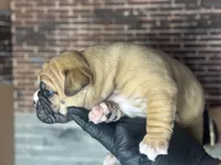 Tabby, a female Olde English Bulldogge for sale in Minneapolis, MN – Photo 1 of 7