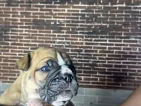 Tabby, a female Olde English Bulldogge for sale in Minneapolis, MN – Photo 2 of 7