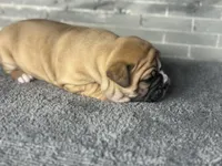 Tabby, a female Olde English Bulldogge for sale in Minneapolis, MN – Photo 3 of 7