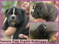 Mystique, a female Olde English Bulldogge for sale in Minneapolis, MN – 2 of 7