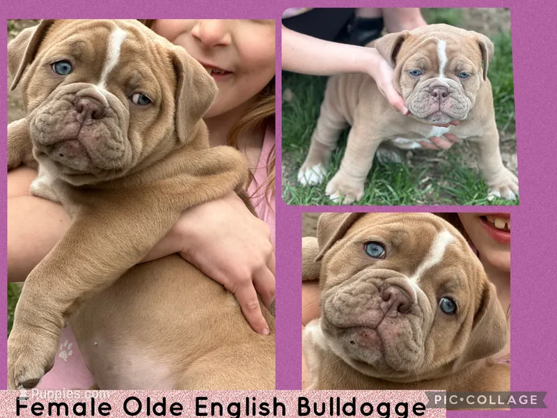 Sprinter  – Olde English Bulldogge puppy for sale in Minneapolis, MN