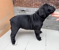 Rose, a female Olde English Bulldogge for sale in Minneapolis, MN – 4 of 8