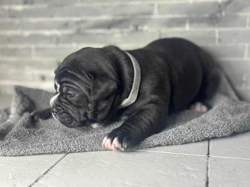 Rose – Olde English Bulldogge puppy for sale in Minneapolis, MN