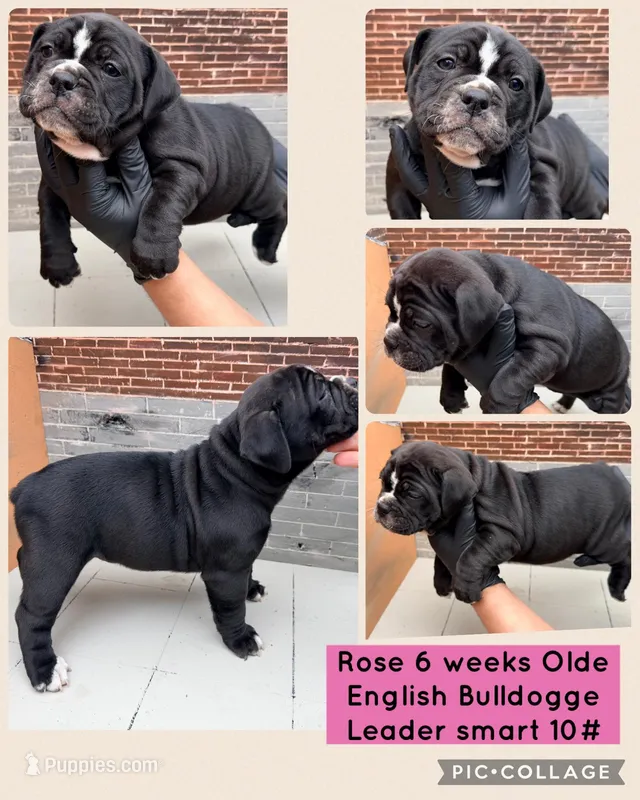 Rose – Olde English Bulldogge puppy for sale in Minneapolis, MN
