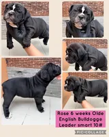 Rose, a female Olde English Bulldogge for sale in Minneapolis, MN – 3 of 8