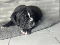 Rose, a female Olde English Bulldogge for sale in Minneapolis, MN – Photo 3 of 5