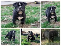 Rose, a female Olde English Bulldogge for sale in Minneapolis, MN – 6 of 8